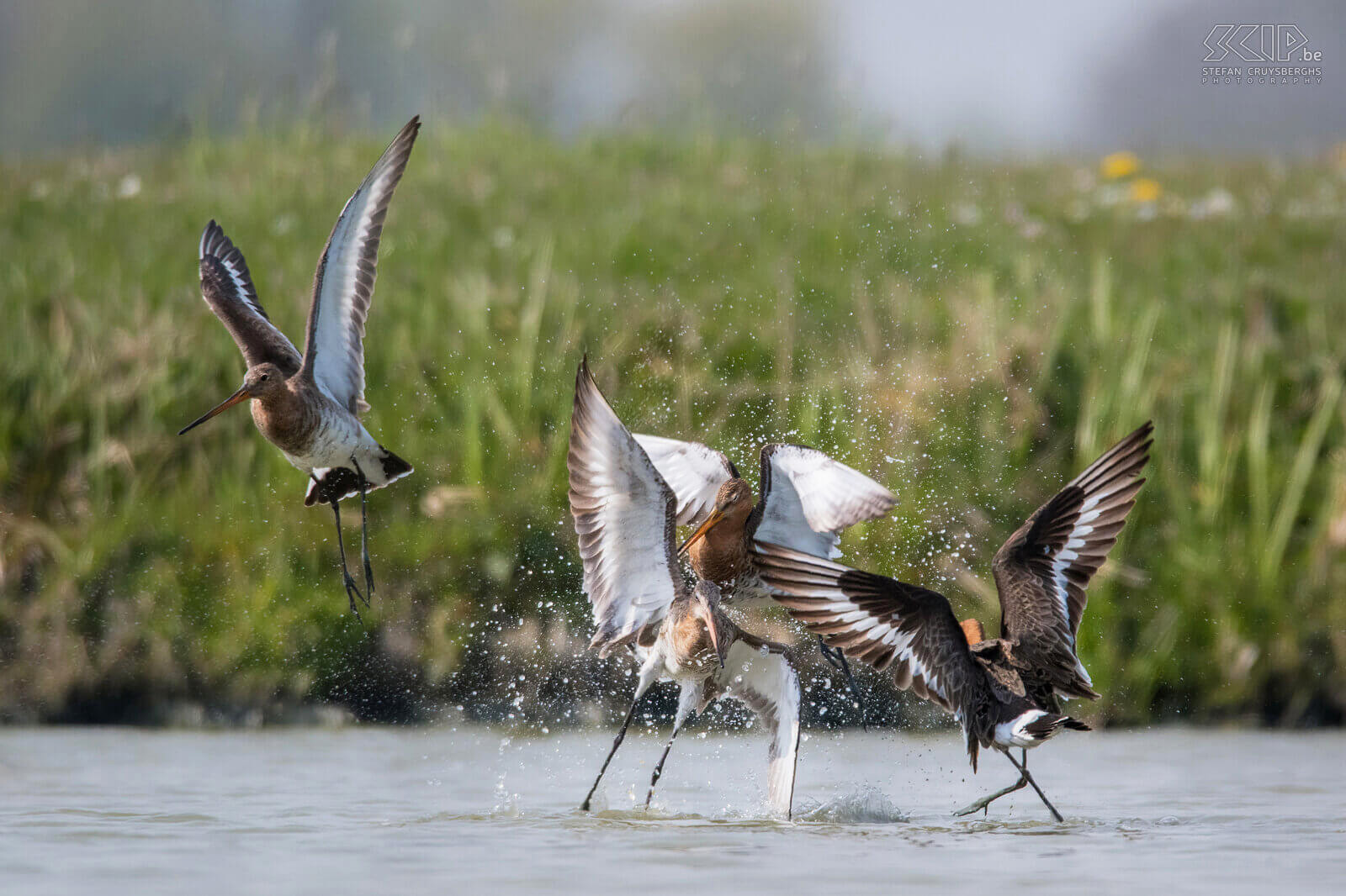 Grutto's De grutto (Black-tailed godwit, Limosa limosa) is een prachtige steltloper en een weidevogel bij uitstek. Ze overwinteren in Afrika maar vroeg in de lente komen ze terug naar de Lage Landen. Tijdens het broedseizoen laat de grutto spectaculaire baltsvluchten zien. Ik kon ze al baltsend en parend fotograferen in Friesland.<br />
<br />
De helft van alle grutto’s in Europa broedt in Nederland. De populatie staat echter zwaar onder druk en ze worden jammer genoeg almaar meer teruggedrongen naar weidevogelreservaten. De soort staat tegenwoordig als Gevoelig op de internationale Rode Lijst van de IUCN. Grutto's maken een onopvallend grasnest in weidelanden en leggen gemiddeld 3 à 4 eieren. Ze eten regenwormen, insecten en larven van insecten.<br />
 Stefan Cruysberghs